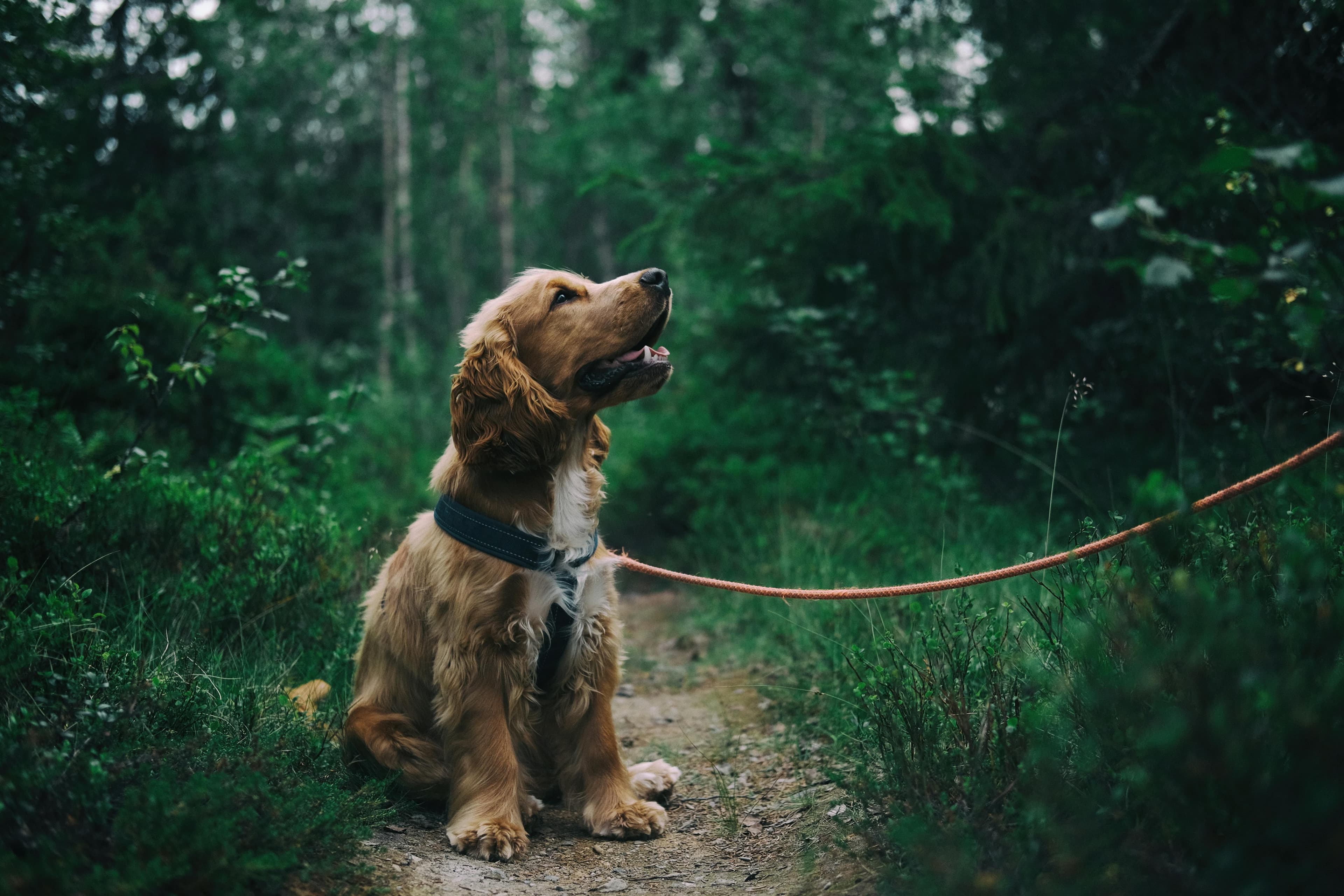 Happy pet and owner