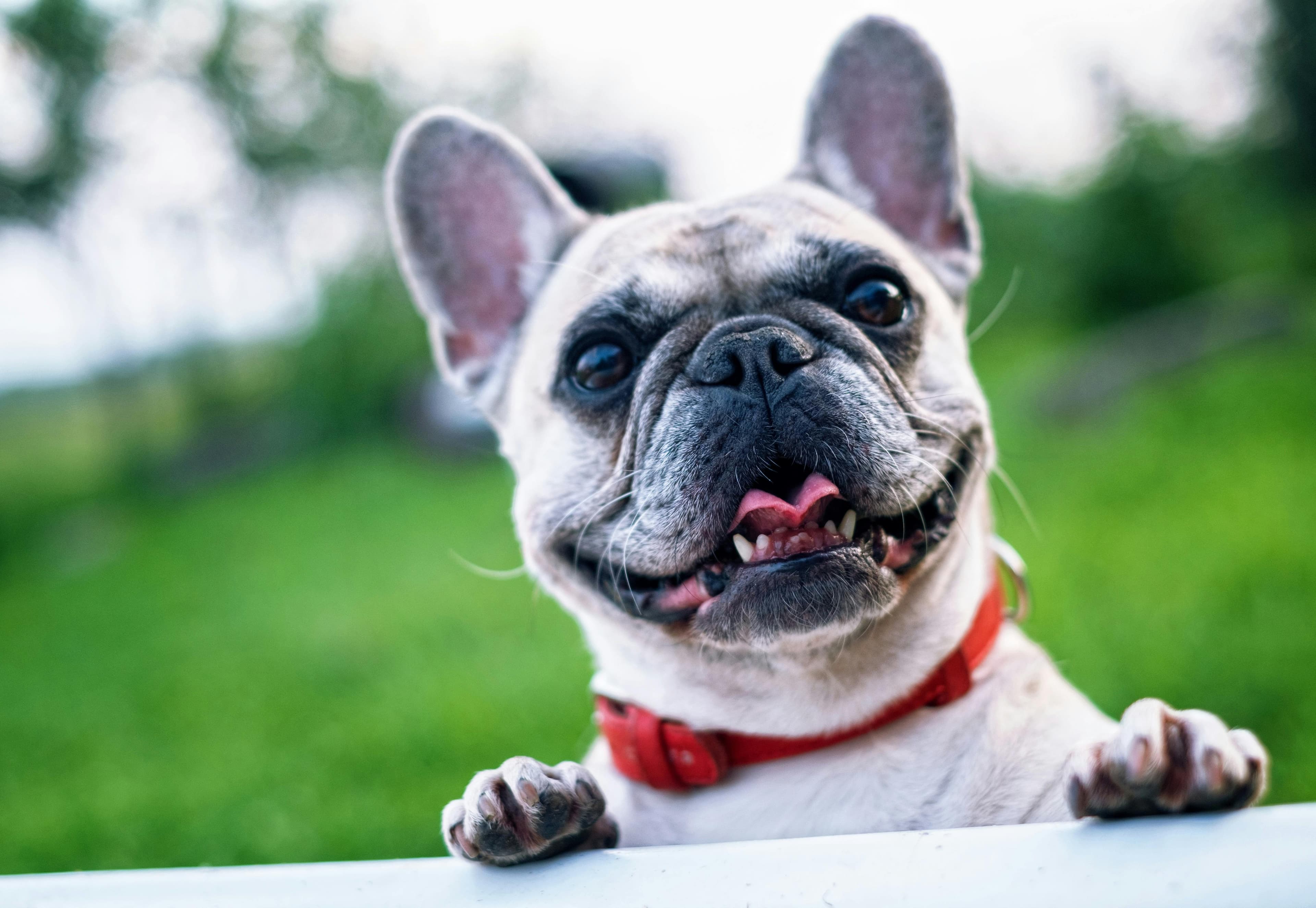 Happy pet with sitter